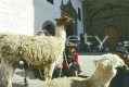 Cuzco