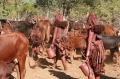 Himba - Dojenie kráv