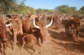 Himba - Dojenie kráv