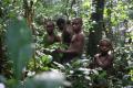Džungľa - domov pygmejov