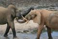 Pralesný slon - malý, zato agresívny